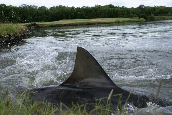 A menacing dorsal fin of a bull shark is close to the reedy shore of a lake on a golf course, with sand traps visible on the green in the distance.